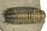 Crotalocephalina Trilobite - Atchana, Morocco #359521-2